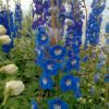 Delphinium Elatum Royal Aspirations